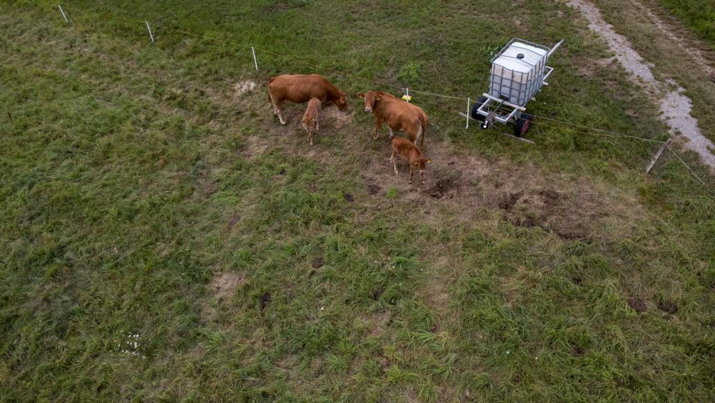 Aerial view of cattle