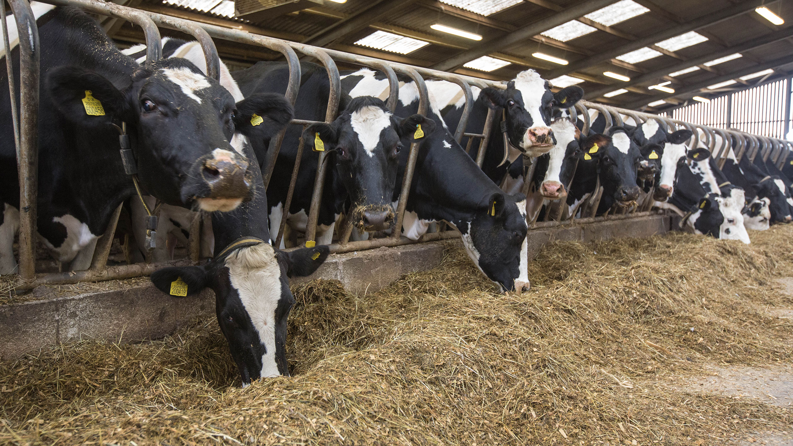cows eating from clamp