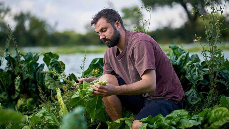 Man inspecting plants
