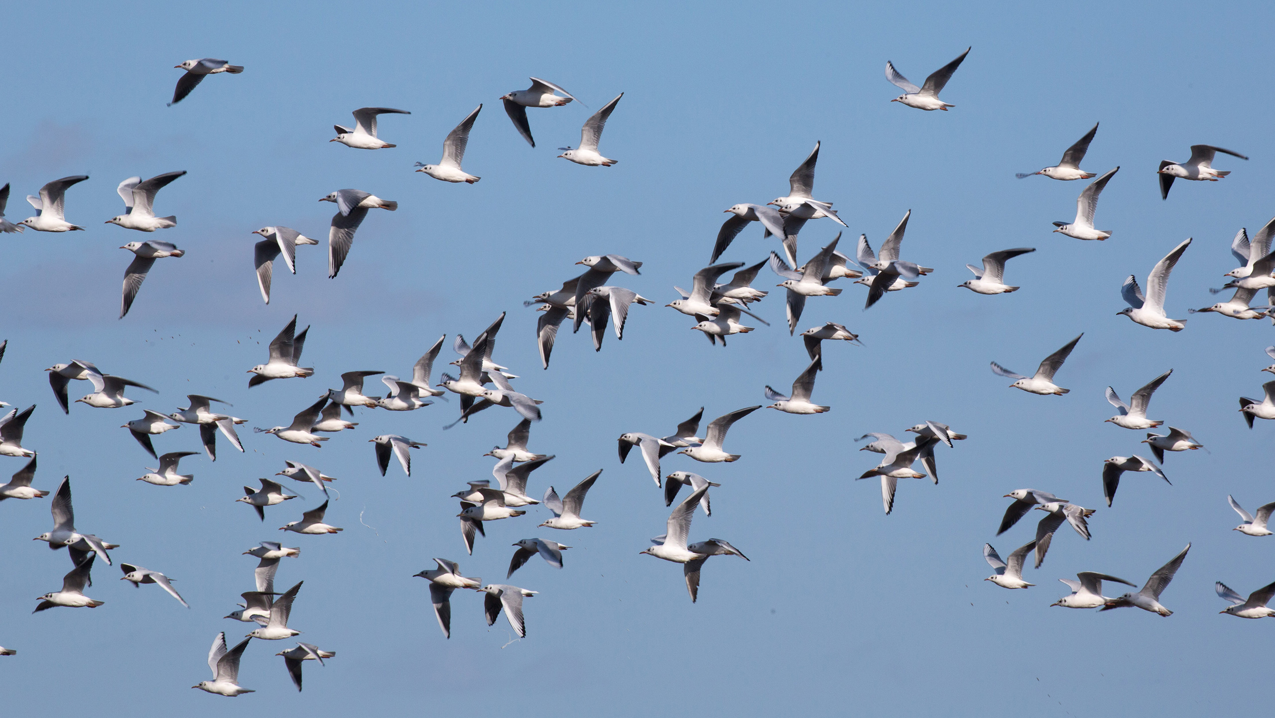 seagulls in flight