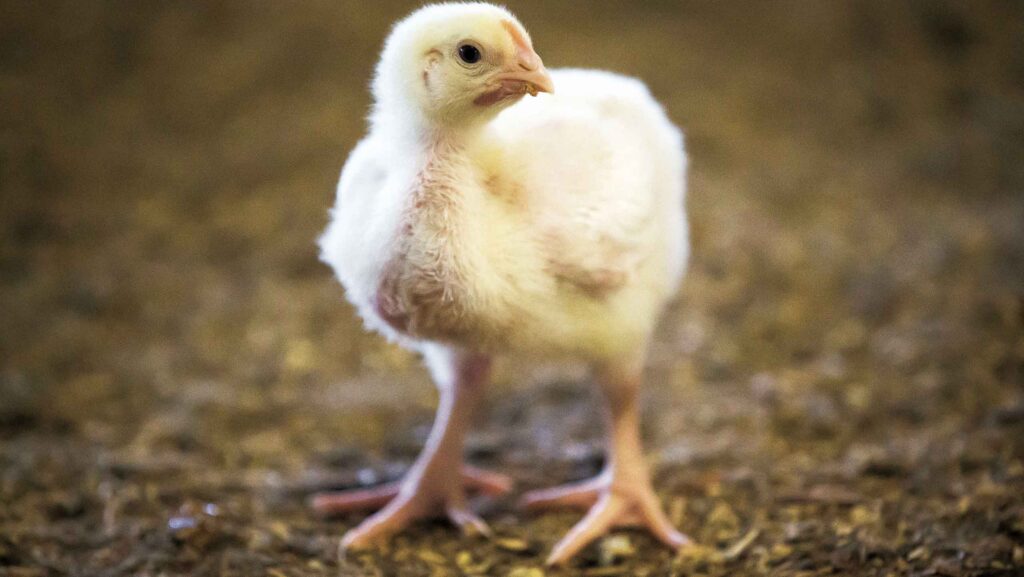 14-day-old chick
