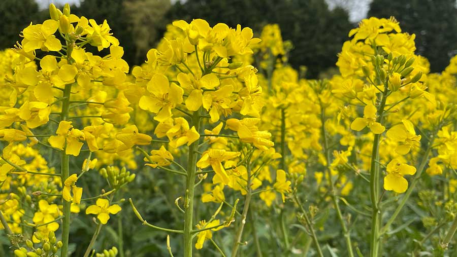 OSR