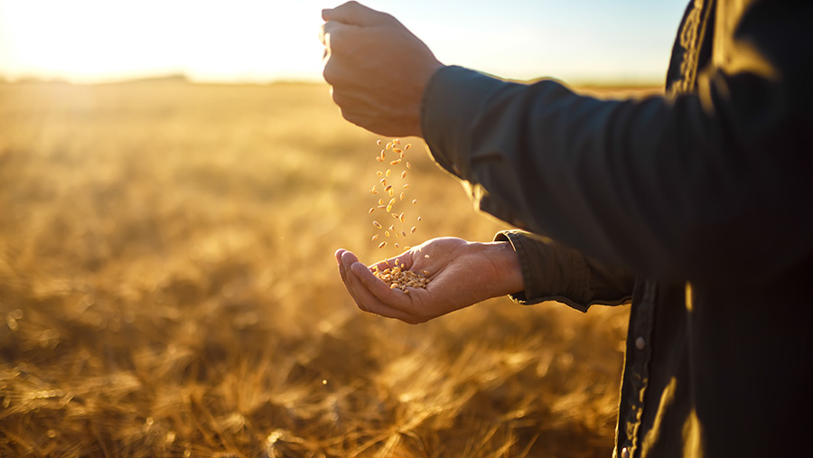 Person holding barley in hand