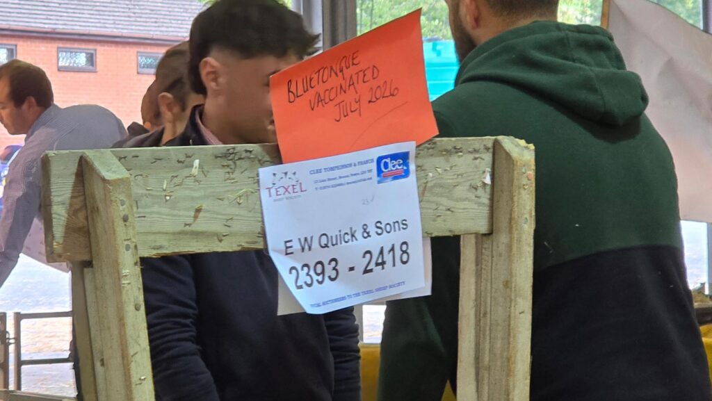 BTV vaccinated sign NSA ram sale
