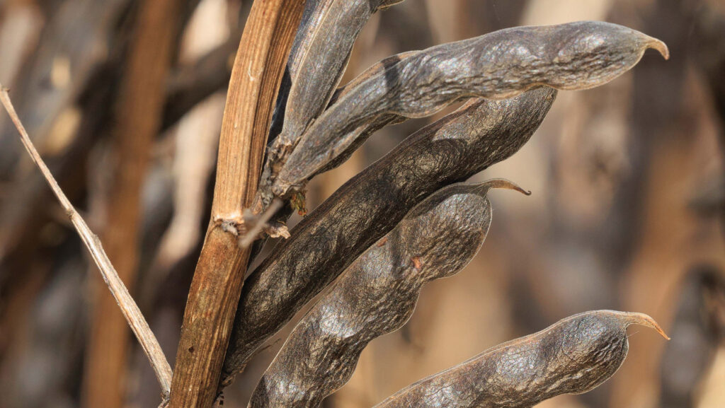 Spring beans