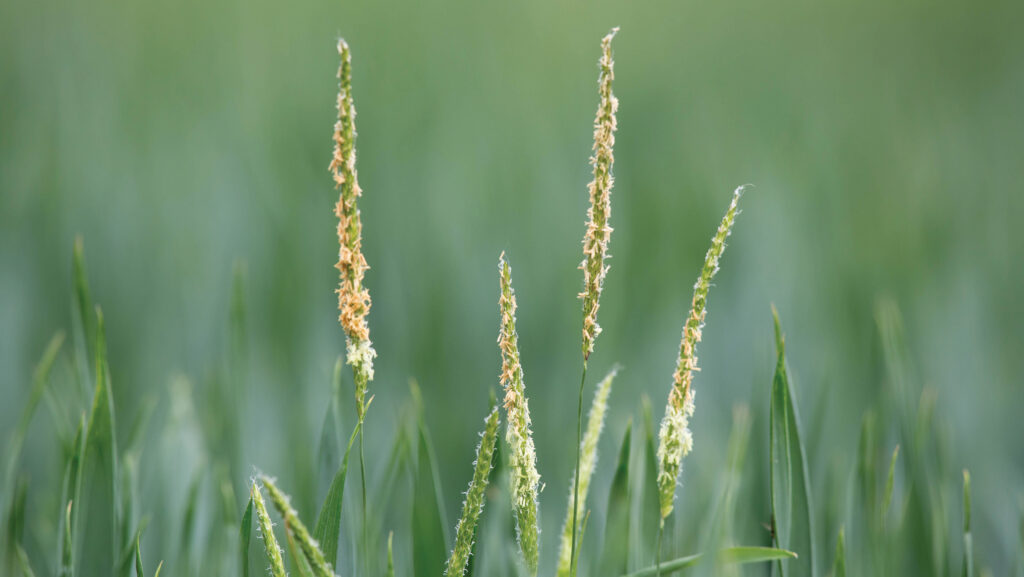 Blackgrass flowering © Tim Scrivener