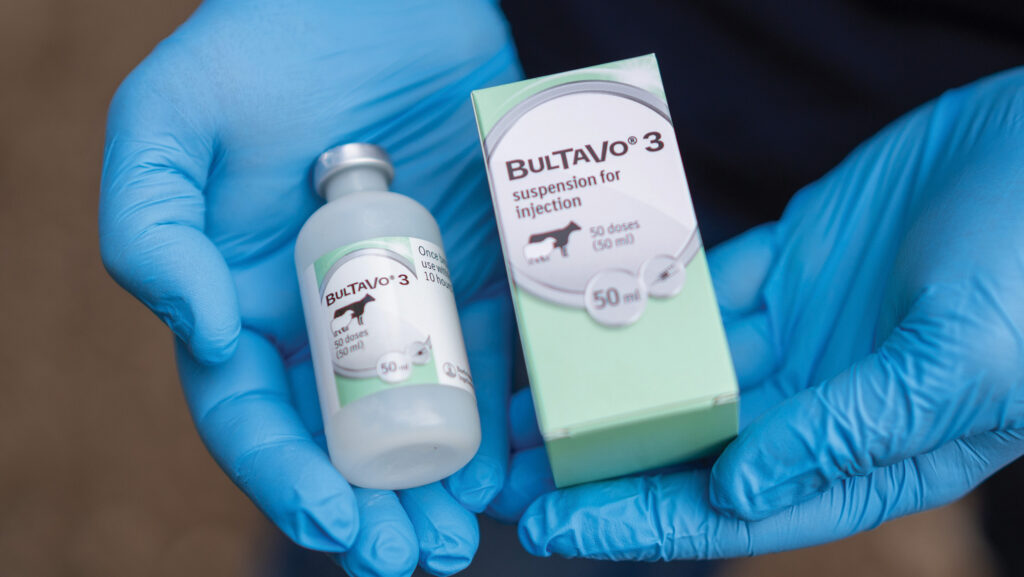 Another 3m doses of bluetongue vaccine are on their way © Jim Wileman