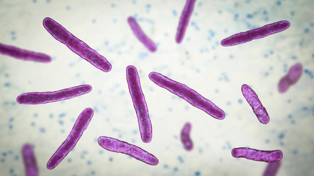 Bovine TB bacteria © Adobe Stock