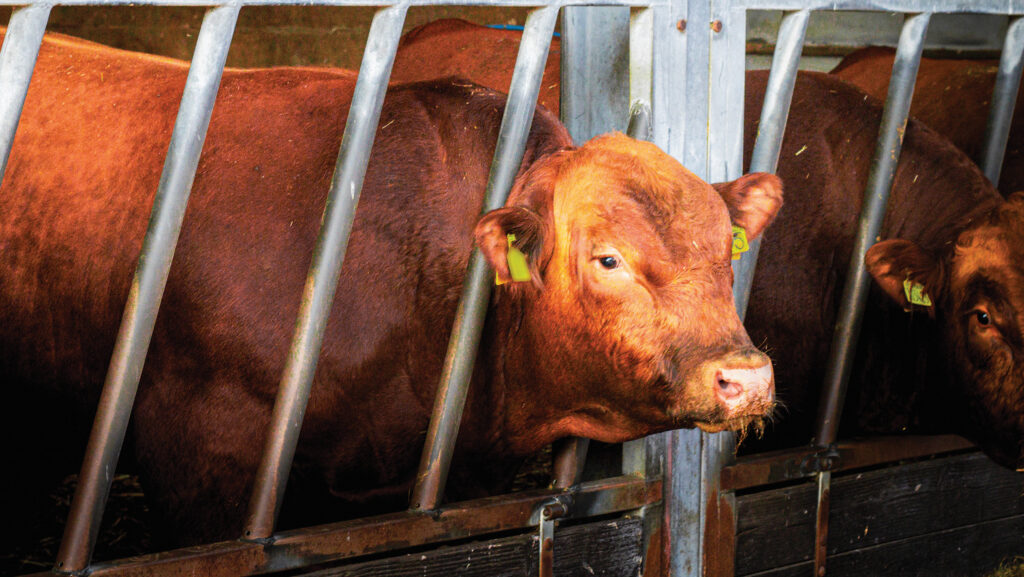 Bull beef is finished by 15 months © Rhian Price Media