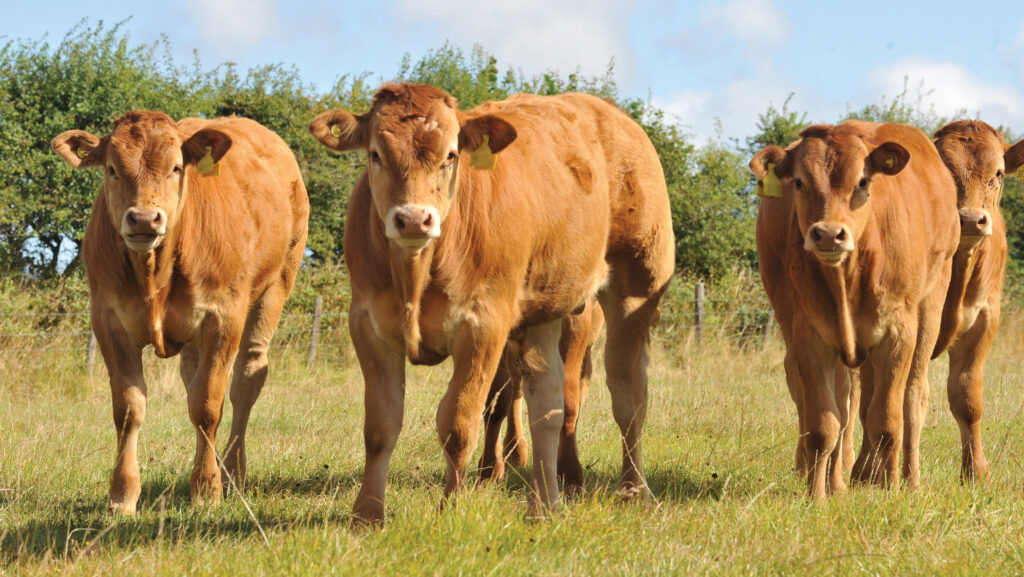 Ear tags flagged heifers in heat and optimum  timing for insemination © Debbie James