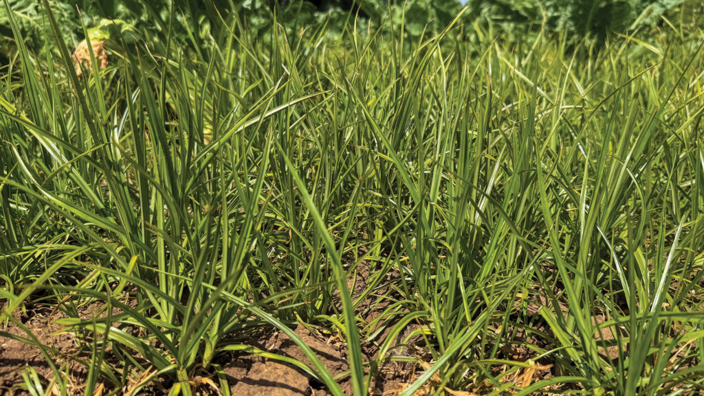 Close up of nutsedge patch