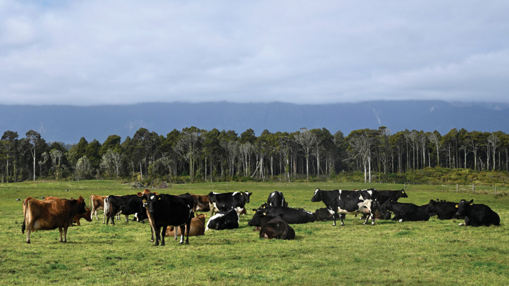 Cows on a Karamea Farm, West Coat, New Zealand