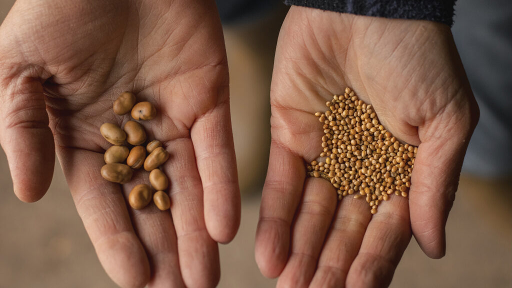 Hands holding companion bean and millet grains