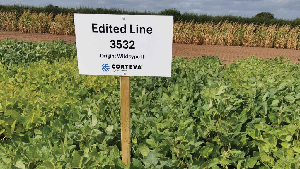 Corteva gene-edited crop in the field trial at Wellesbourne