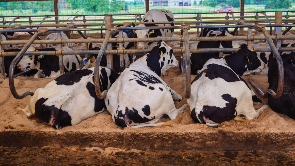 Dairy cows in cubicles