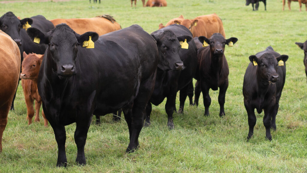 Cows calves in an 11-week block from March