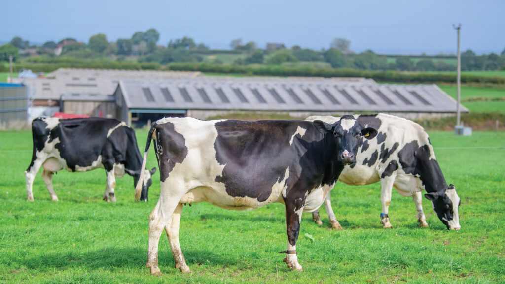Cows grazing outside