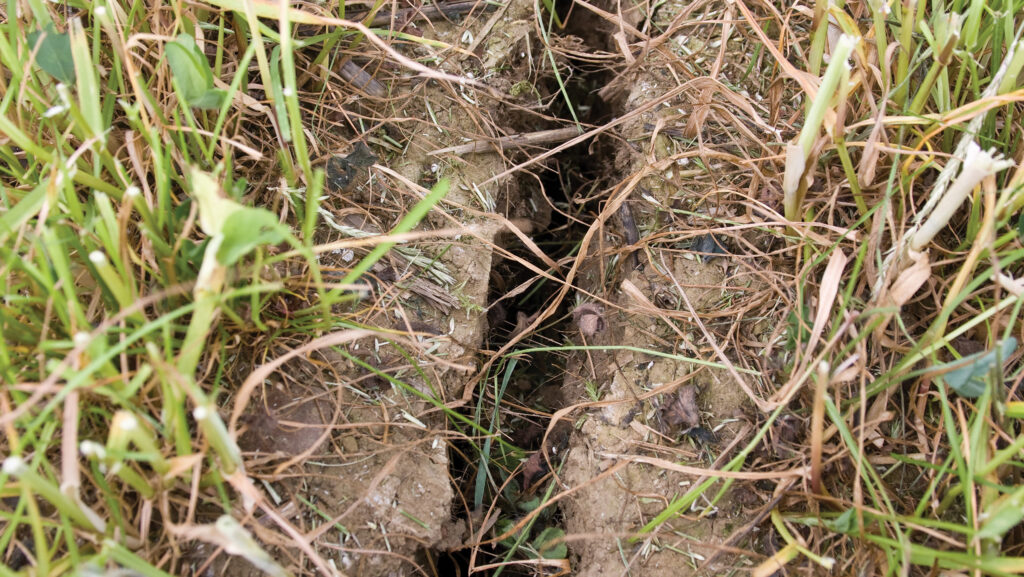 Cracks in the soil in a farmer's field 