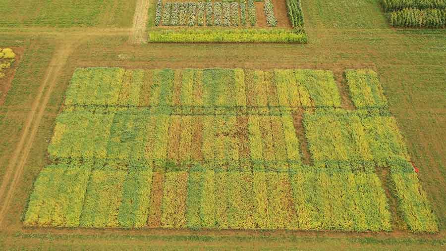 Chickpea crop fields