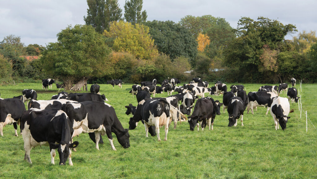 Dairy cows grazing