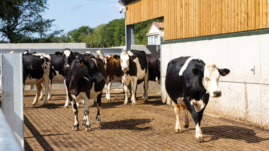 Dairy cows on new-build dairy © GNP