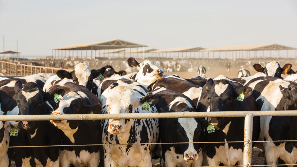 Cows on dairy farm