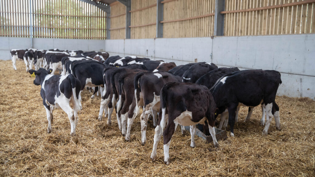 Dairy heifers