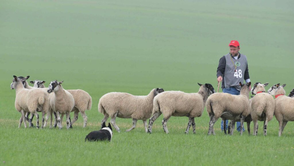 Dewi Jenkins working with his dog, Clwyd Bob