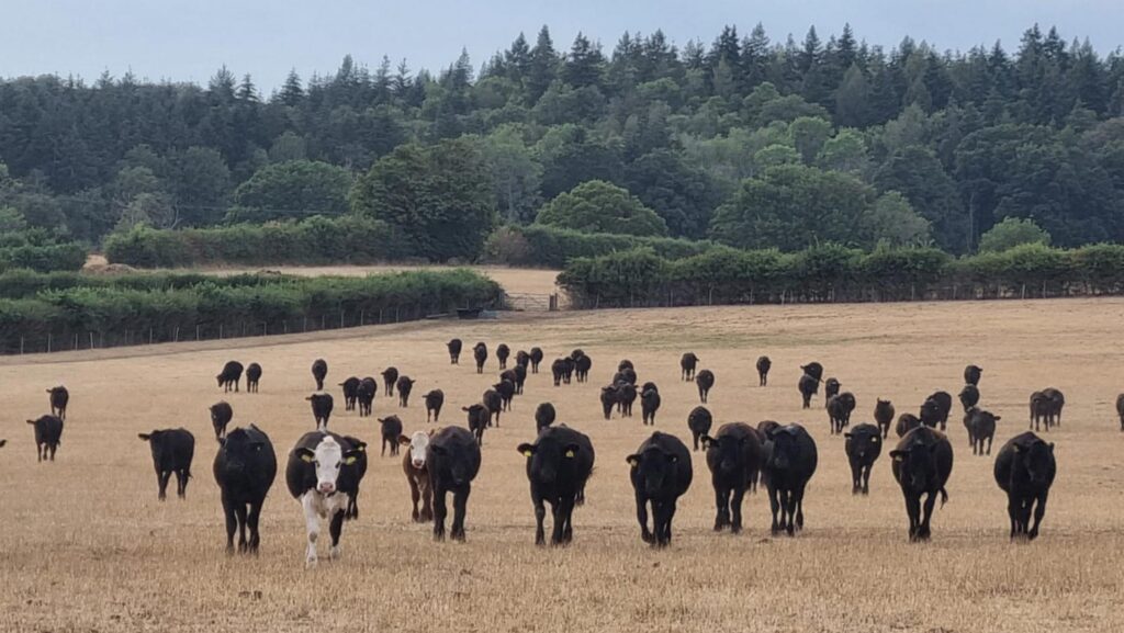 Cows in drought-striken herbal leys