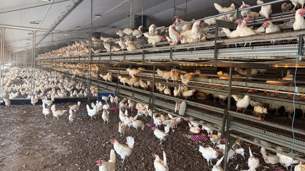 Each shed houses 16,000 birds © Rhian Price Media