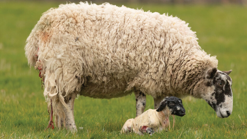Ewe with new born lambs