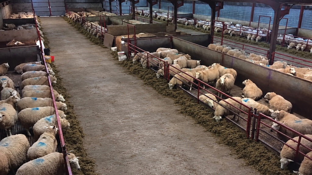 Ewes are fed chopped silage