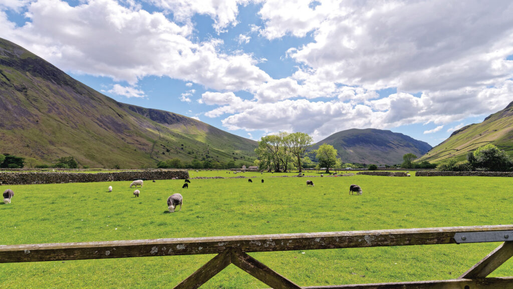 Sheep in a field
