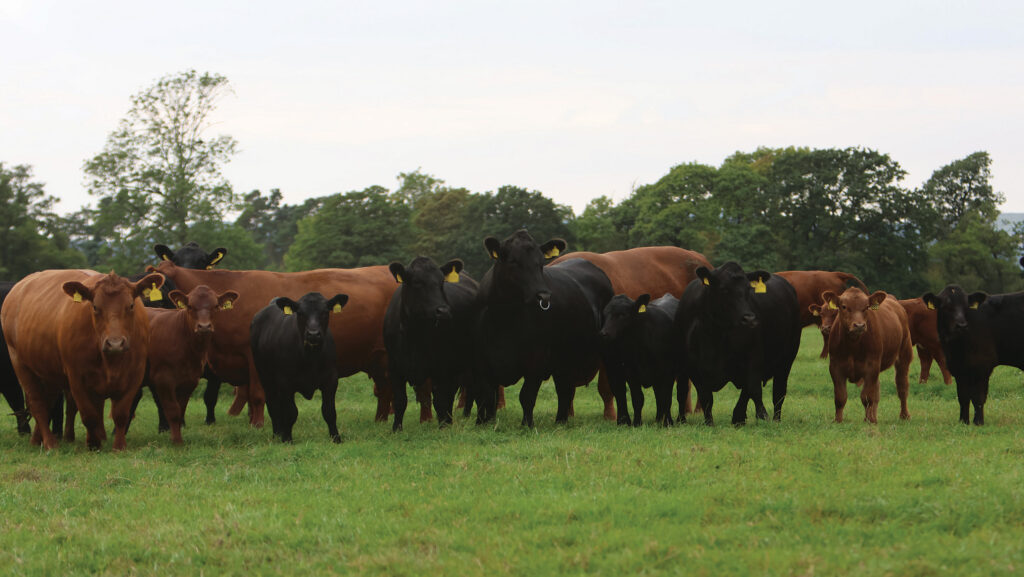 Geldard Stabiliser herd