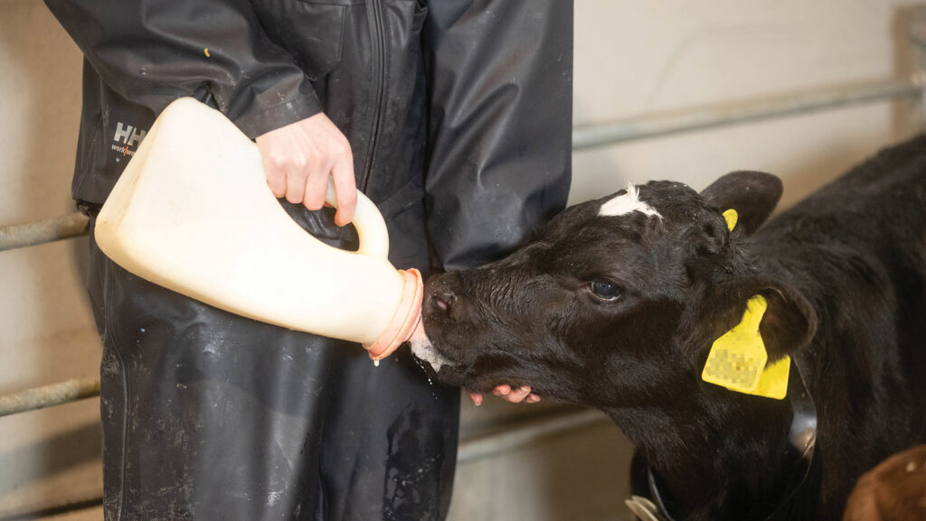 A calf fed pasteurised colostrum will absorb more antibodies © Tim Scrivener
