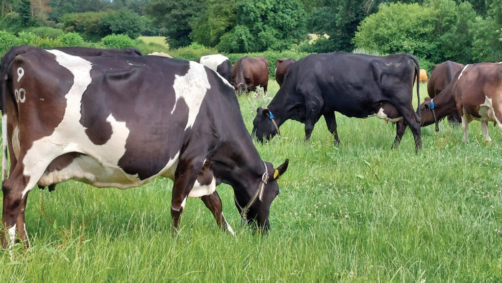 Grazing dairy cows