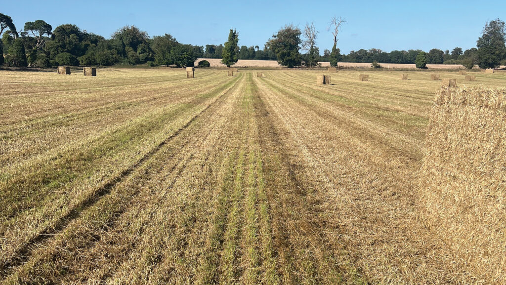 A herbage seed field