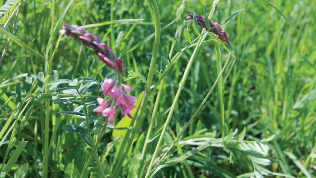 Herbal leys © Soil Association