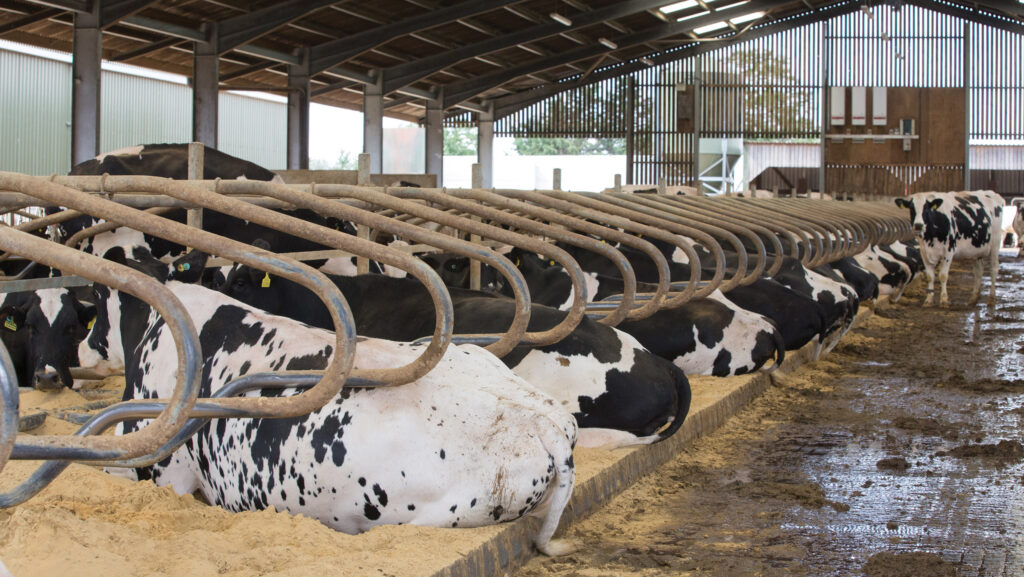 Holstein dairy cows in shed