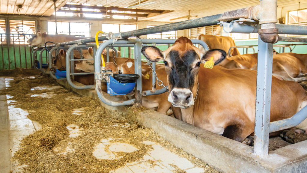 Dairy shed
