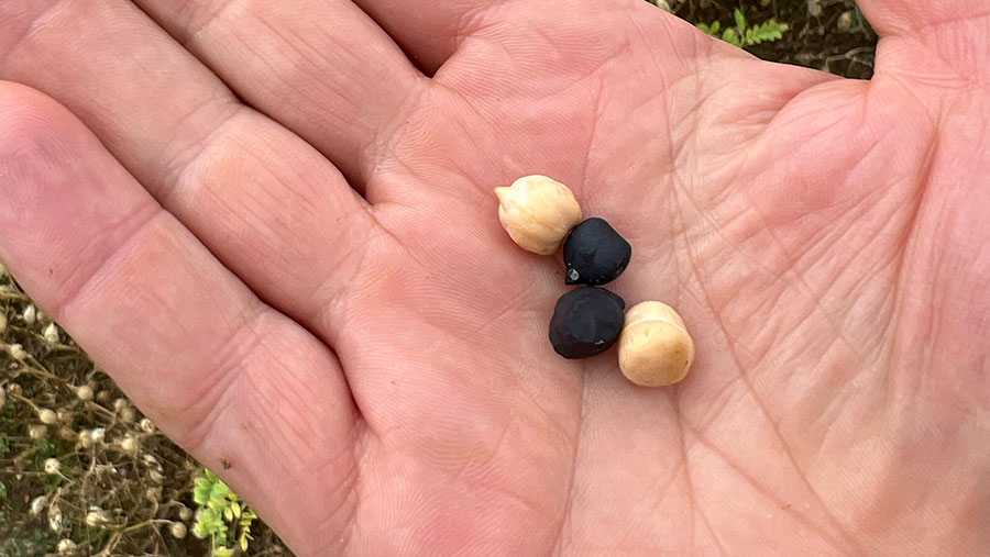 Chickpeas of two types: Kabuli (K), pale coloured, and Desi (D) with dark testa