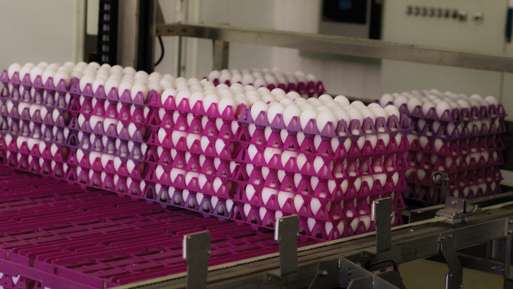 Egg packing room