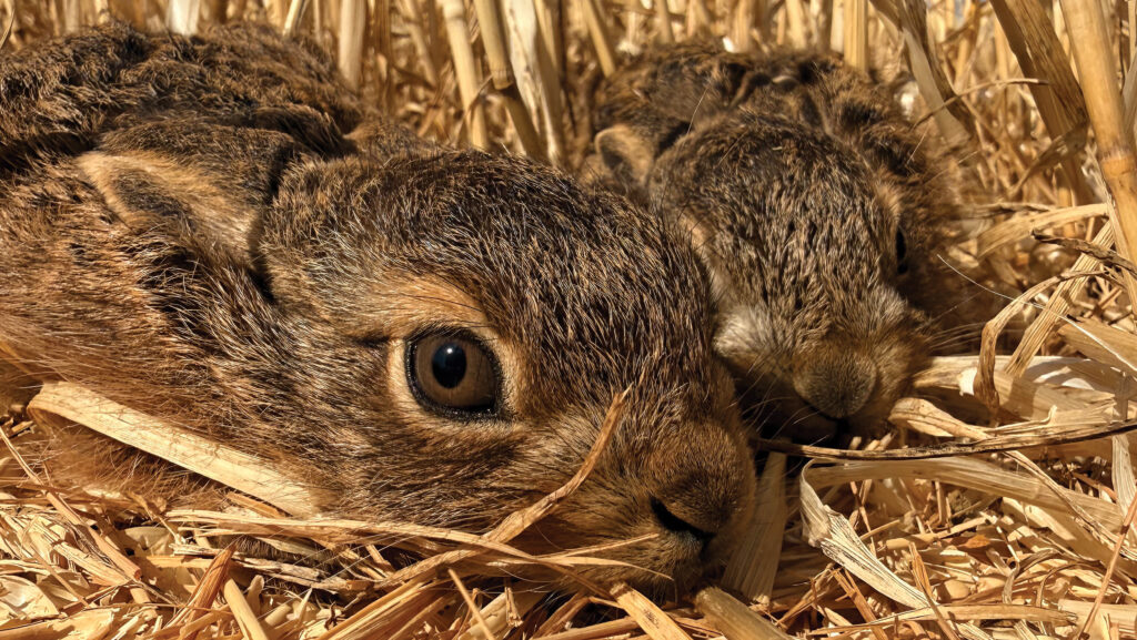 two baby leverets sheltering from the heat in a field of stubble