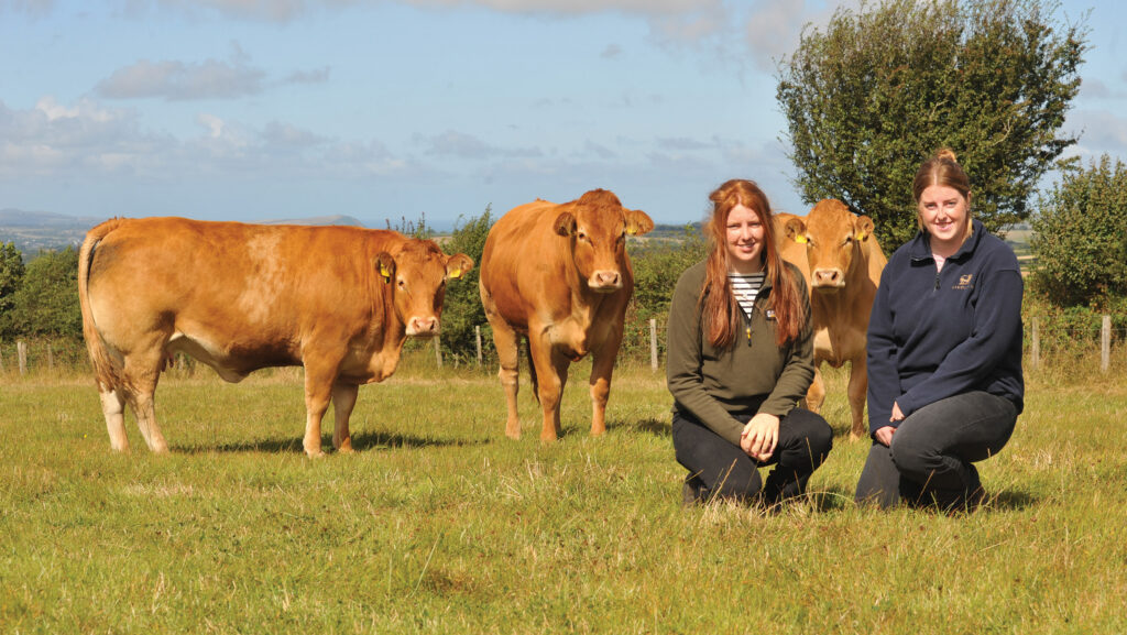 Heifers and two women