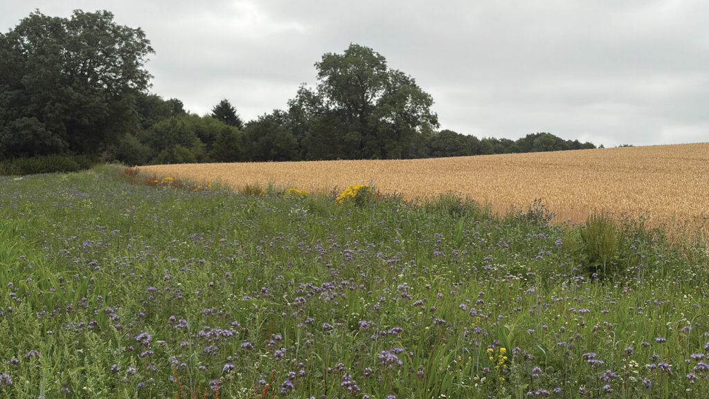 A margin at the bottom of a sloping field 