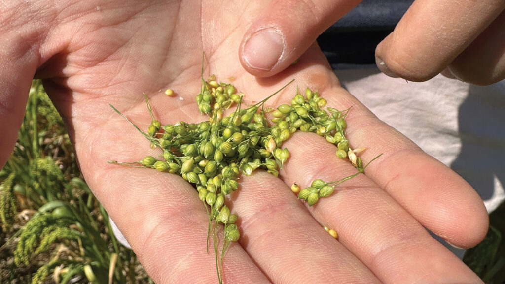 Millet seeds