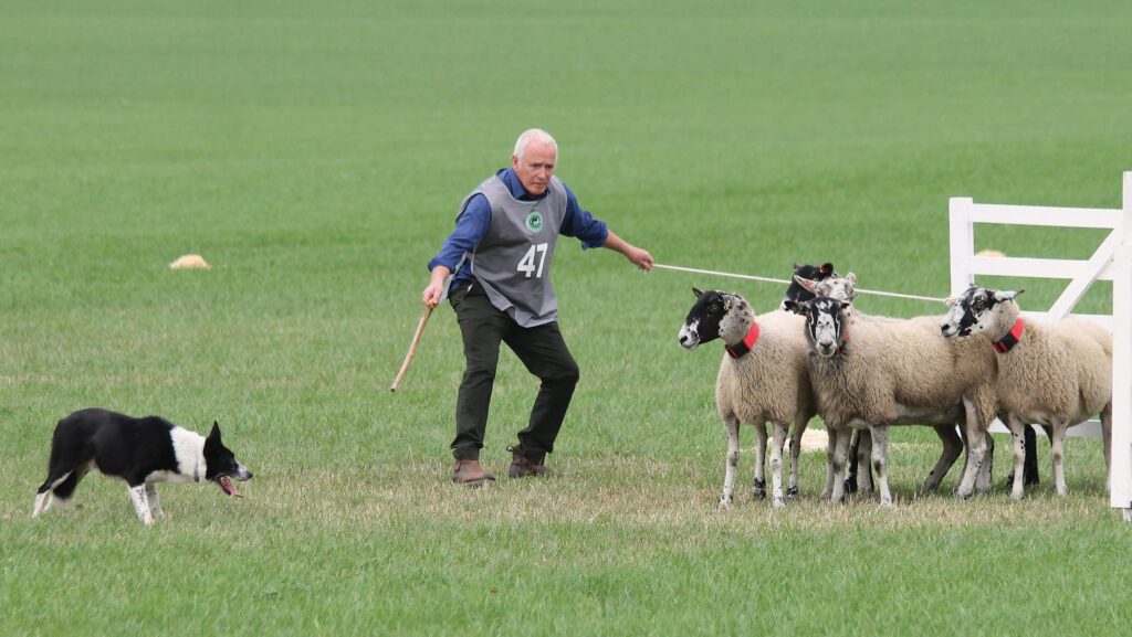Man with sheep and sheepdog in field