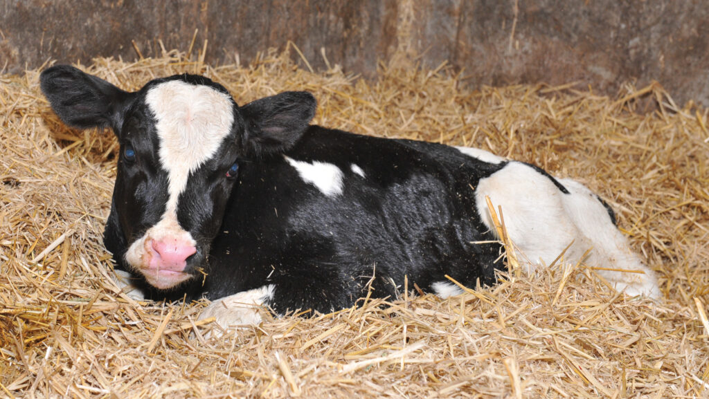 A newborn calf