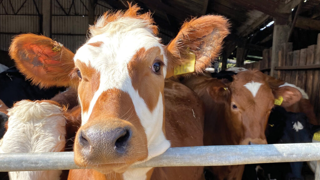 A young heifer
