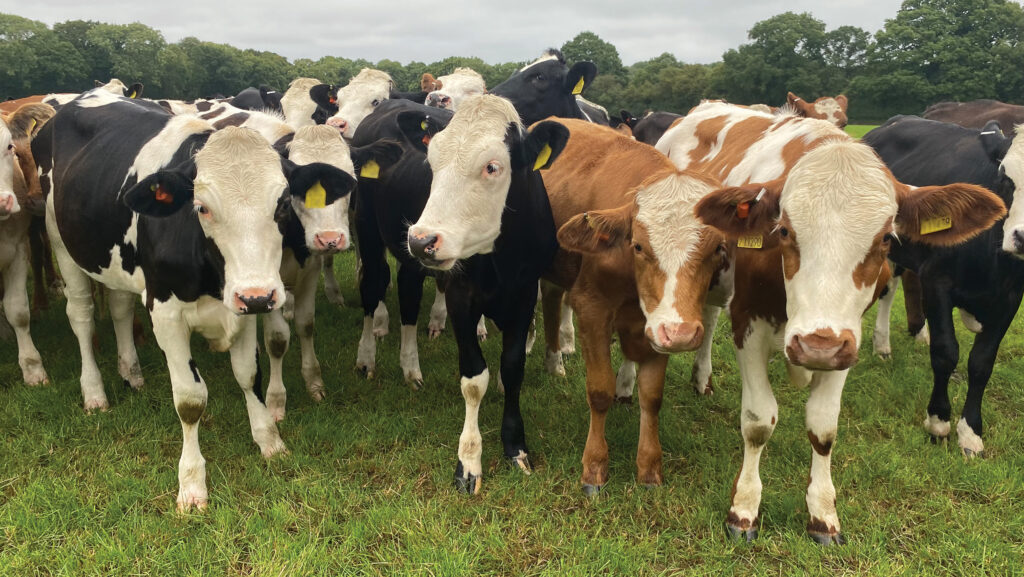 Norwood Place Farm dairy heifers © Emma Knight